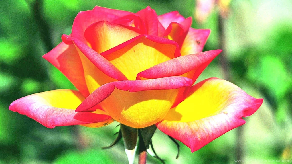 Beautiful Roses Wallpapers Hd   2 Items