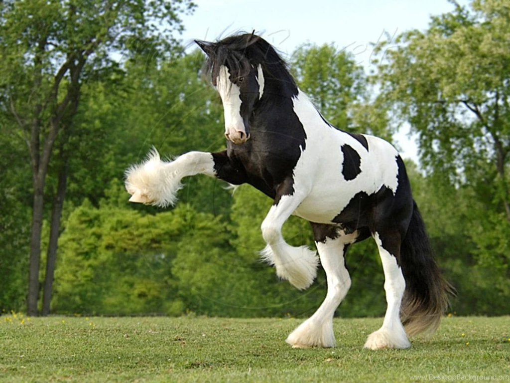 Horse Pics HD 1.jpg