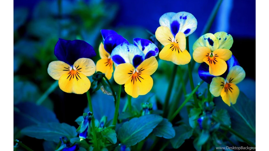 Amazing Blue Flowers 2016 4K Spring Wallpaperss