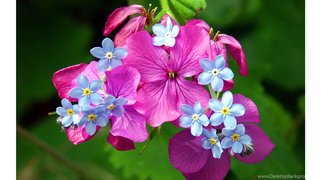 Purple Flower 2016 4K Spring Wallpaperss