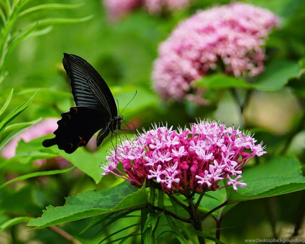 Butterfly Desktop Wallpapers ~ Allfreshwallpapers