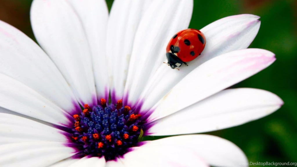 Ladybug 2016 4K Spring Wallpaperss