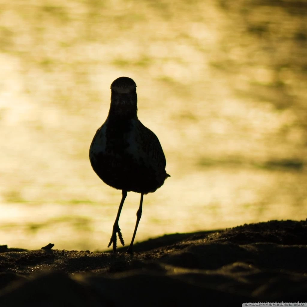 I Am Back HD Desktop Wallpapers : High Definition : Fullscreen : Mobile