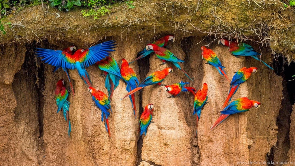 Cool hd wallpapers 1920x1080 beautiful macaws.jpg