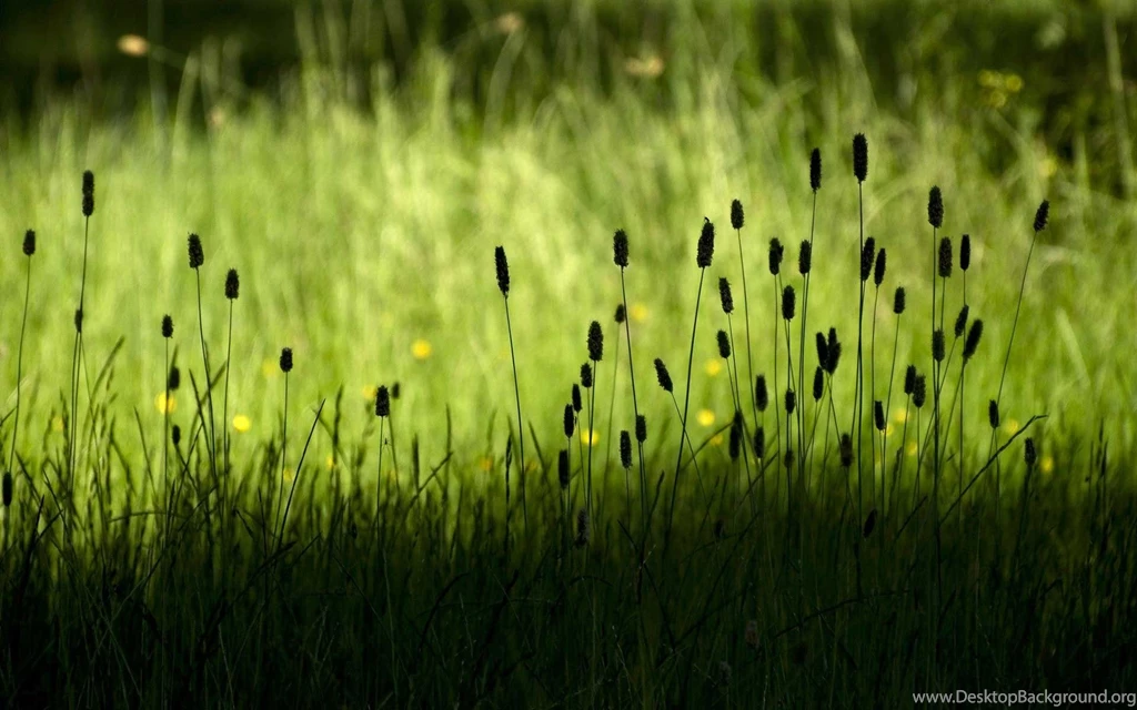 Green Grass Desktop Wallpapers   , New Wallpapers, New Wallpapers