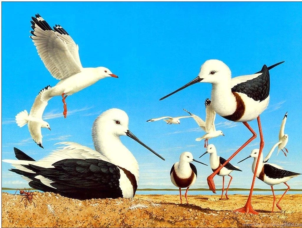 Big Birds Wallpapers Entertainment Only
