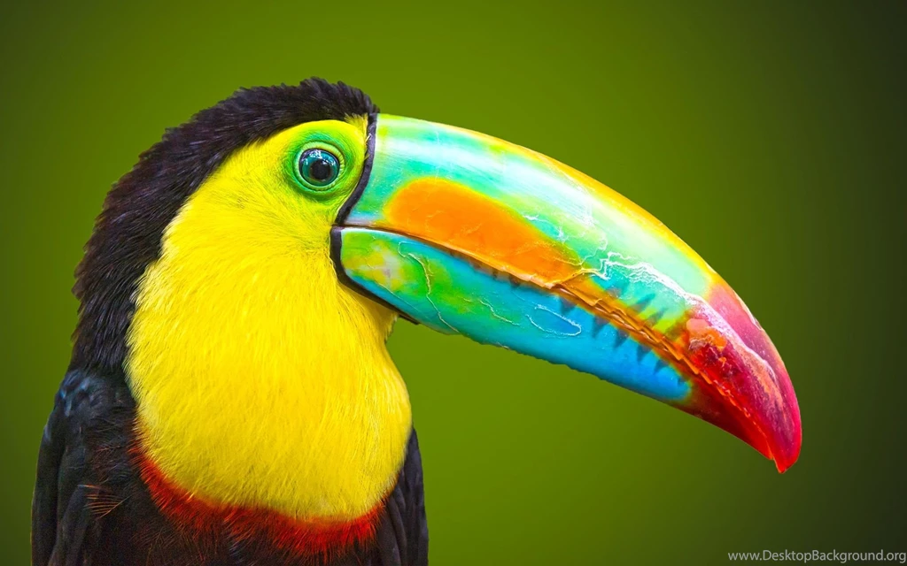  Big  Beak Beautiful  Bird  Wallpapers Desktop Background