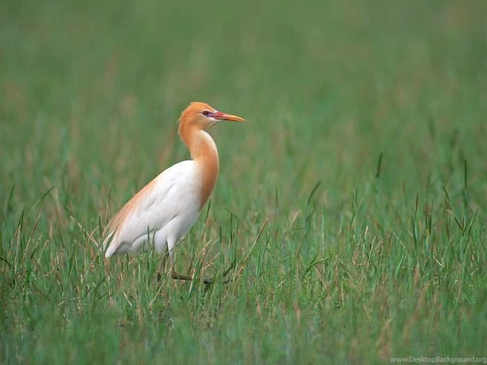 Birds Variety   Big Birds Wallpapers 13   Wallcoo.net