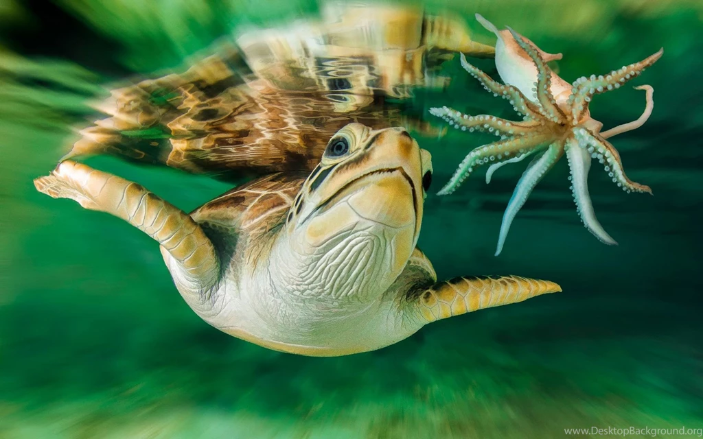Turtle Octopus Wallpapers