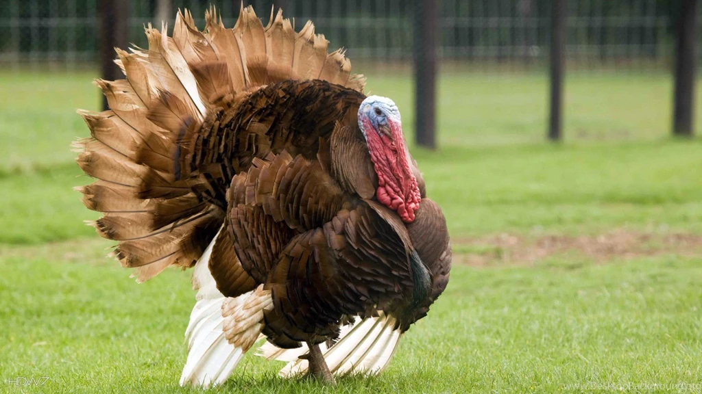 Turkey Big Bird Grass