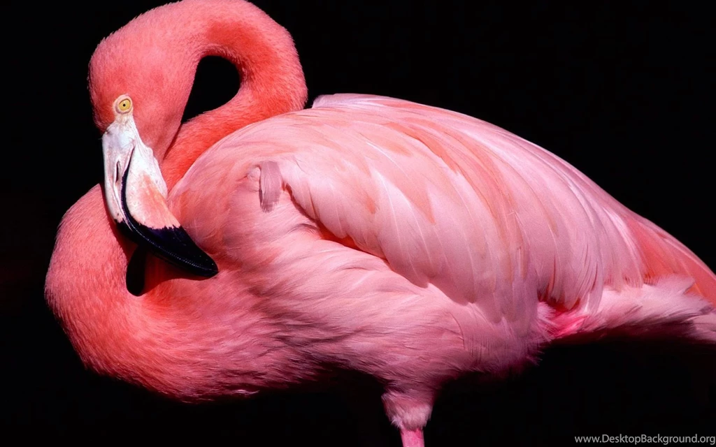 Pink Big Bird Desktop Backgrounds Wallpapers