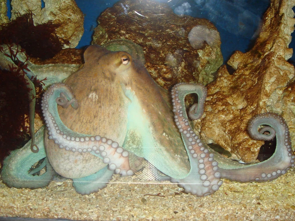 Free Octopus Wallpapers Download   Animals Town