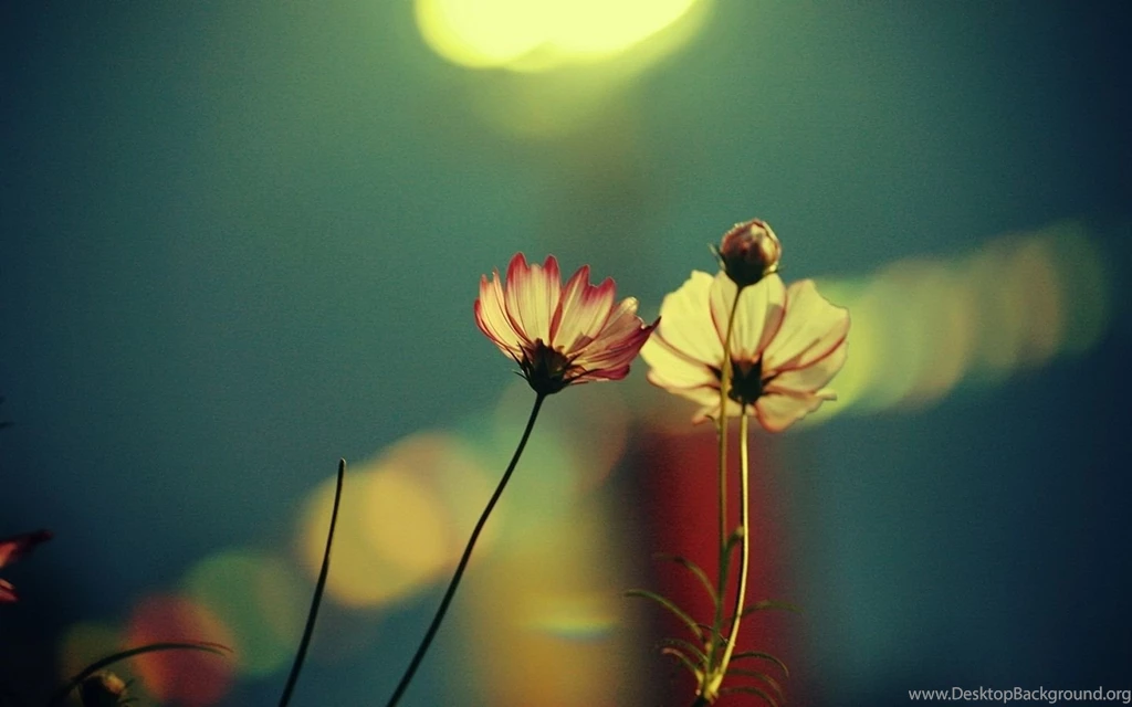 Natural Red Flowers Yellow Flowers Fuzzy Mac Wallpapers Download ...