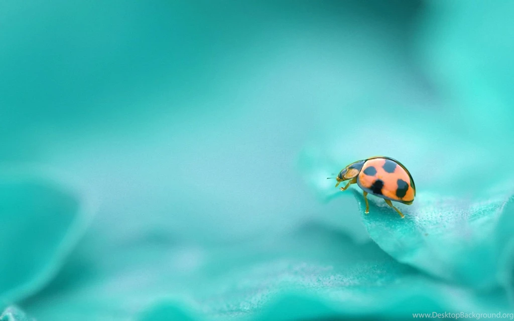 Download Cute Ladybug Wallpapers 3942 1920x1200 Px High Resolution ...