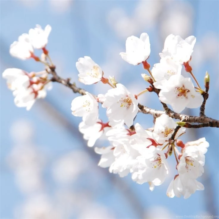Cherry Blossom And Blue Sky iPad 4 Wallpapers Download   Find More ...