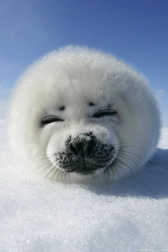 Cute Seal