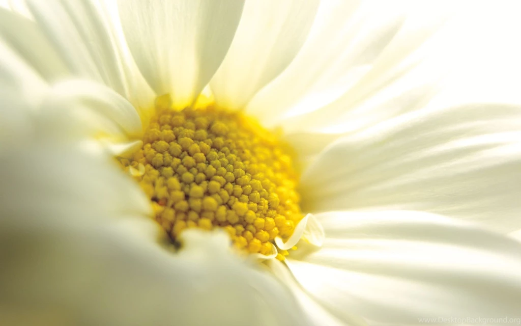 Desktop a flower wallpaper.jpg