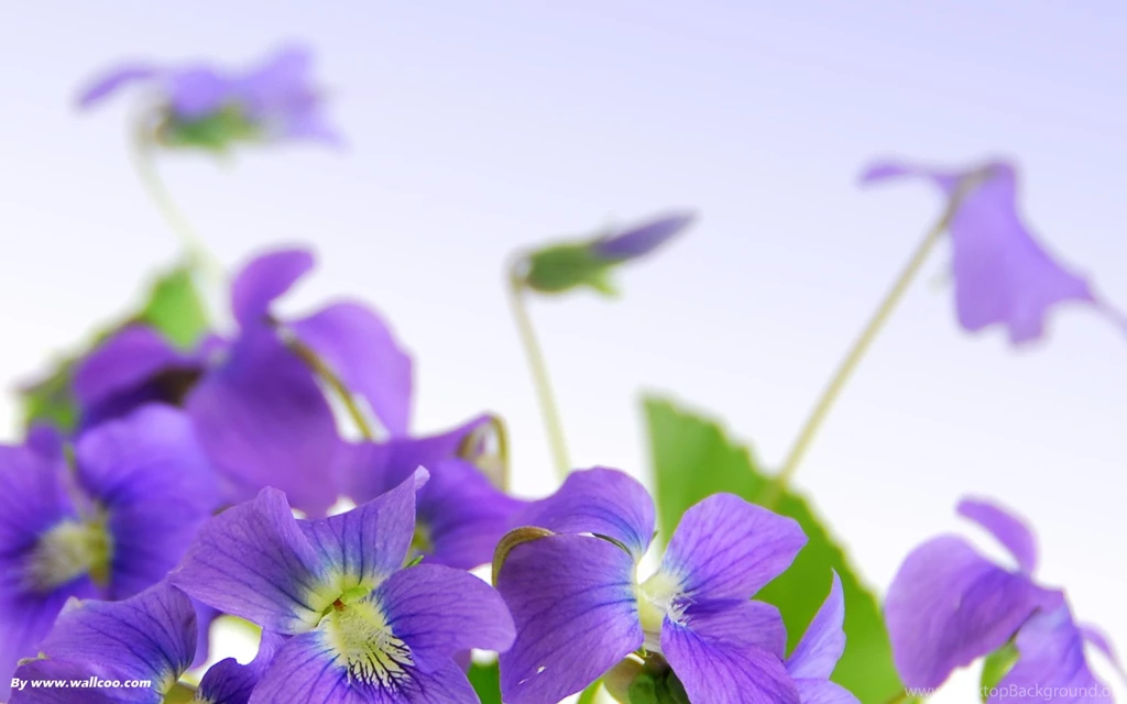 Flower Wallpapers For Desktop Backgrounds Dowload