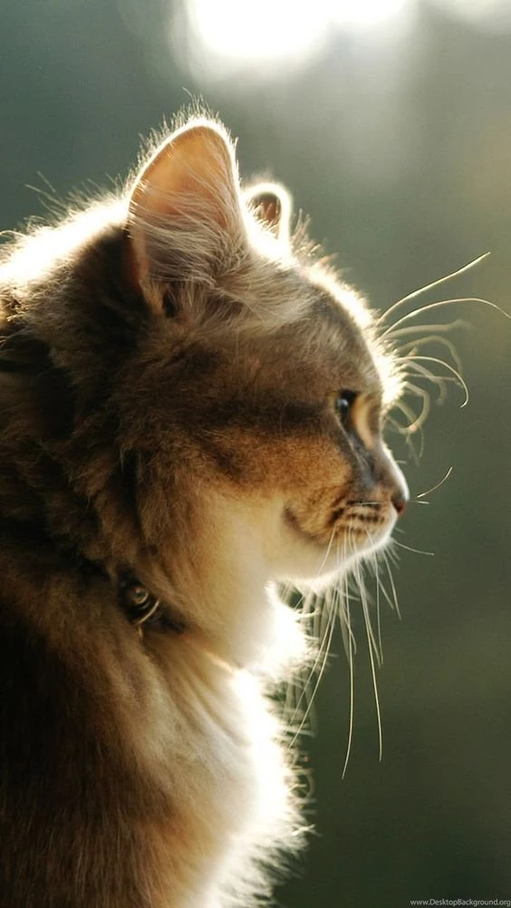 Nice Cat iPhone 5 Wallpapers Download   Find More Free iPad ...