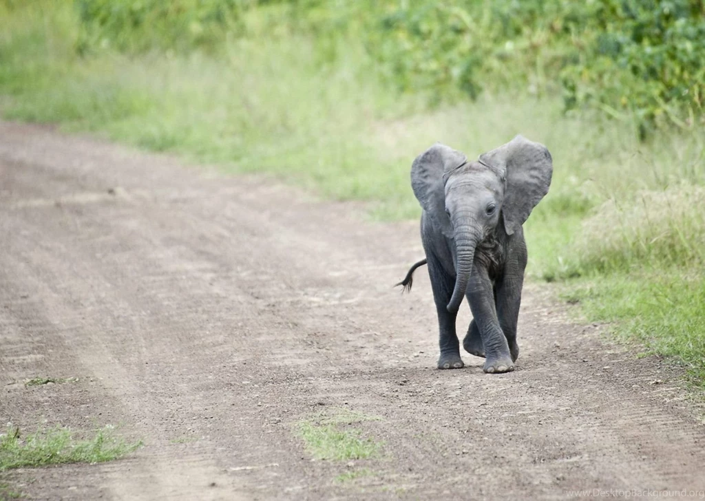Baby elephant on road.jpg