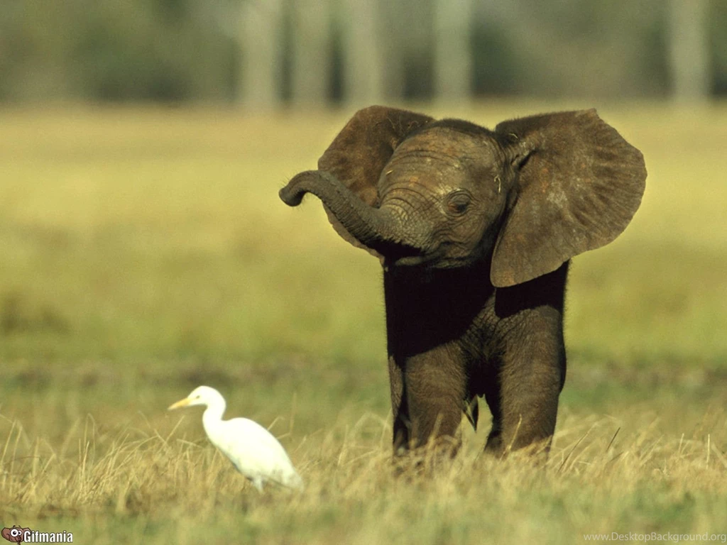Baby Elephant Play Wallpapers