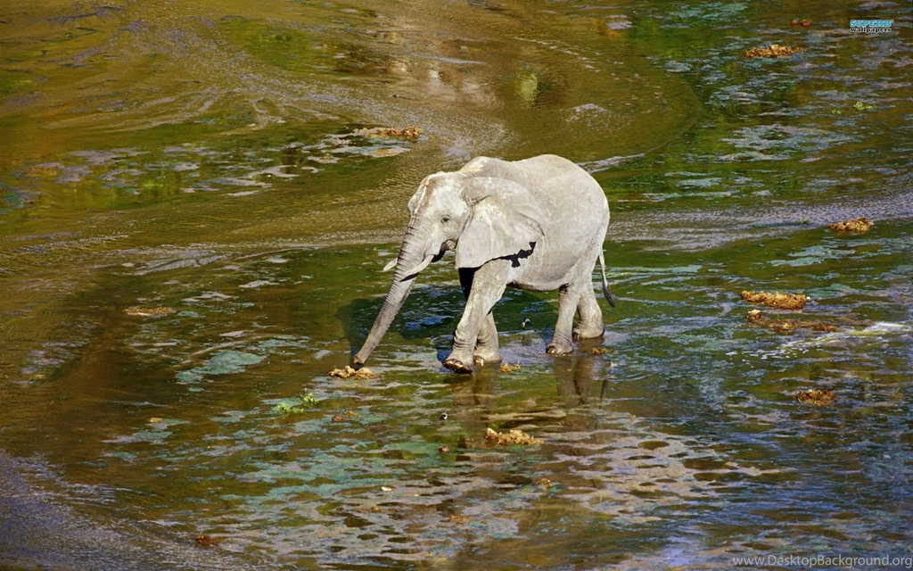 Baby Elephant Wallpapers Hd Wallpapers ›› Page 0