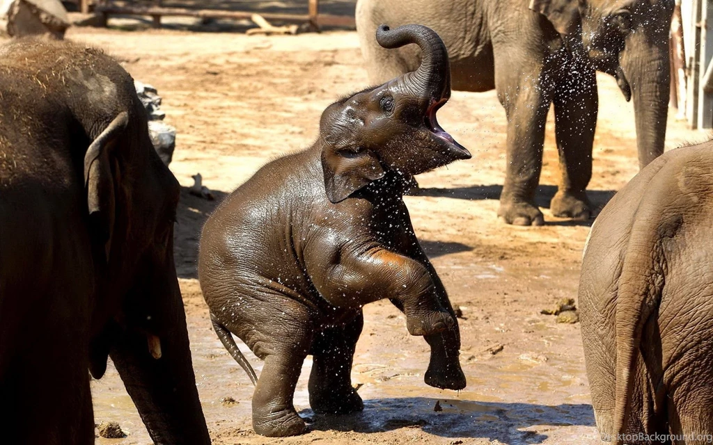 Baby Elephant Dancing In Water Hd Wallpapers