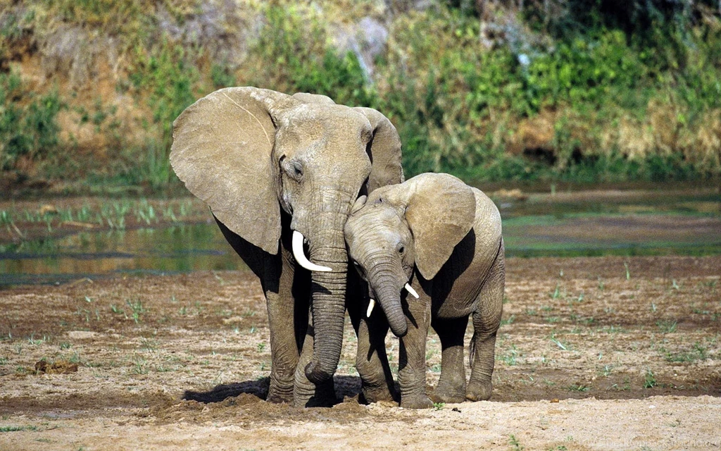 Baby Elephant Clipart Wallpaper.