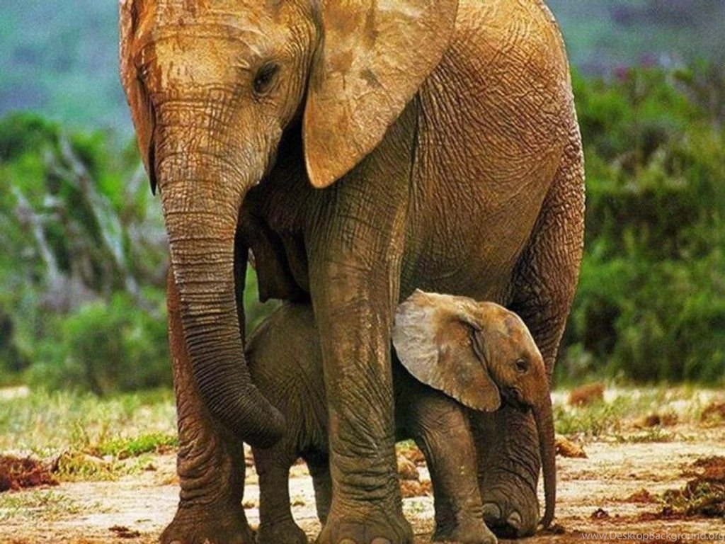 Gallery For Baby Elephant And Mother Cute