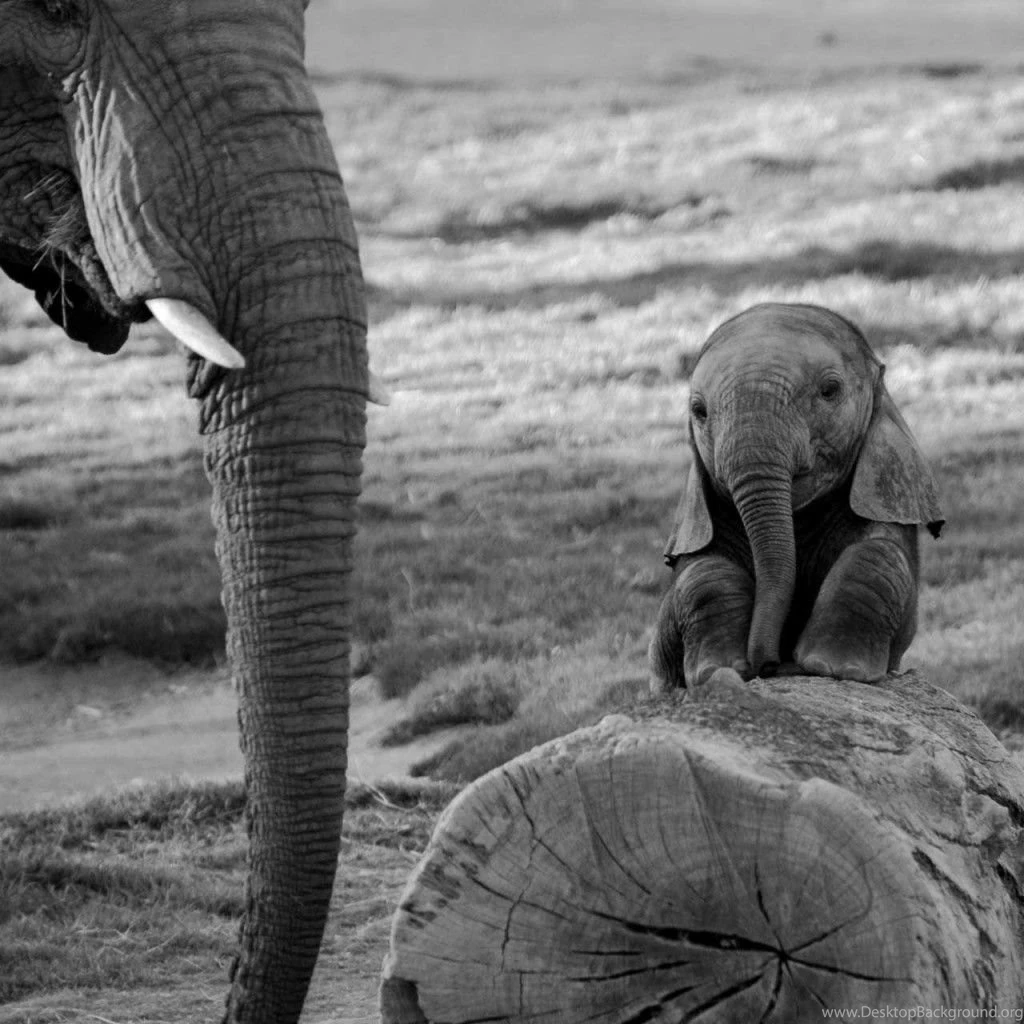 Black And White Photo Baby Elephant Wallpapers