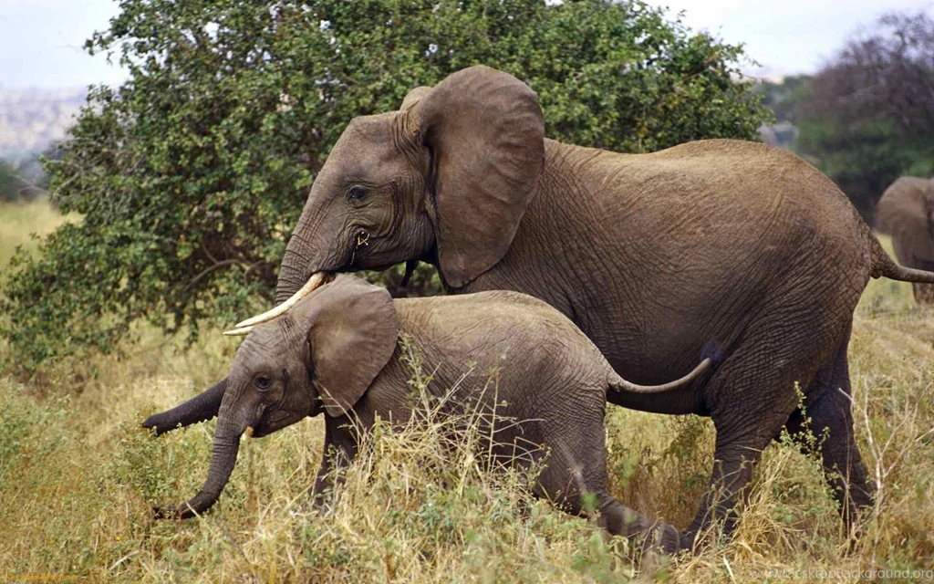 Elephant Wallpapers