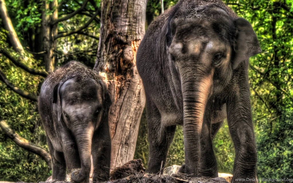 Elephants Photo Wallpapers, Pictures With Elephants / Page 3
