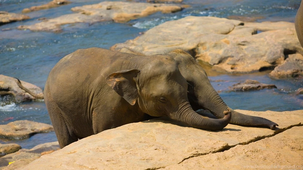 Funny Baby Elephant Sun Wallpapers Desktop