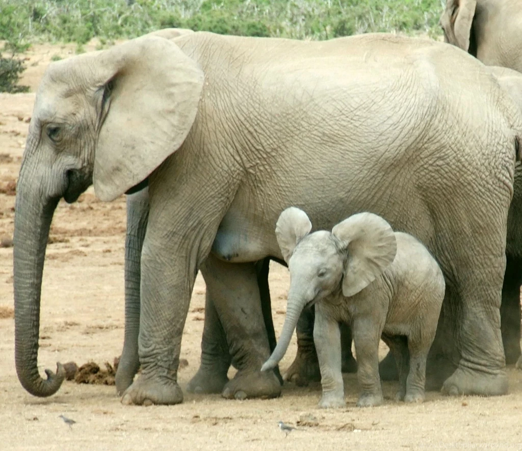 Elephant Wallpapers