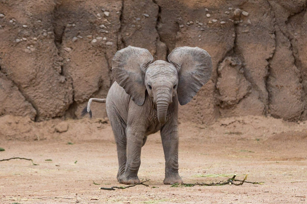 Beautiful Baby Elephant Wallpapers