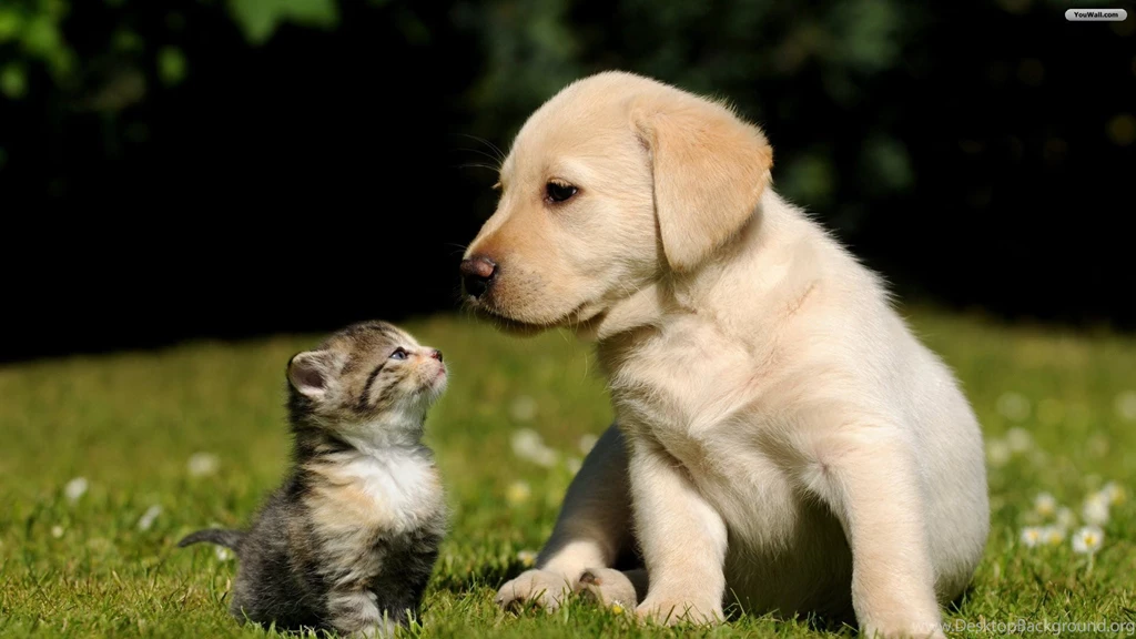 YouWall Lovely Friendship Wallpapers Wallpaper,wallpapers,free ...
