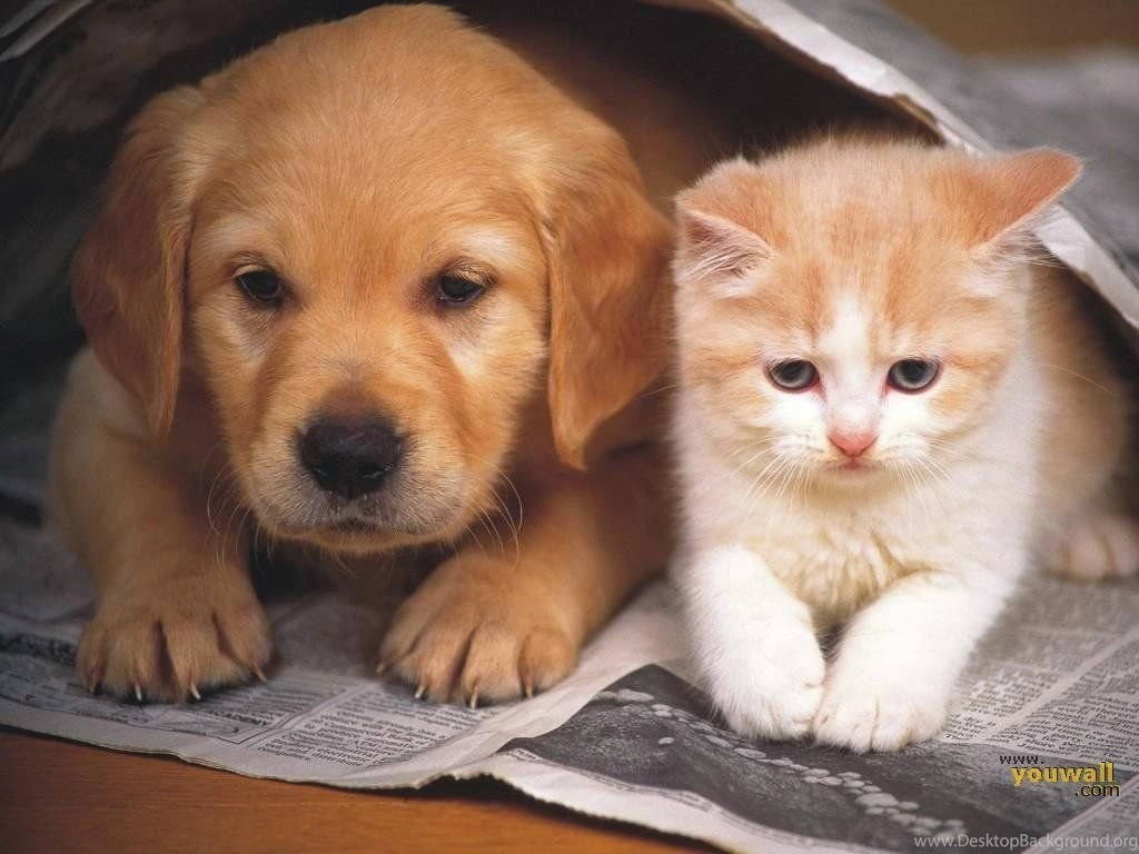 Best Friends Wallpapers Wallpapers Cave