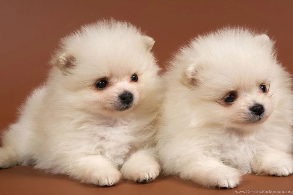 Cute Animal Wallpapers, Puffy, Hd Wild Life Photos, Best Friends ...