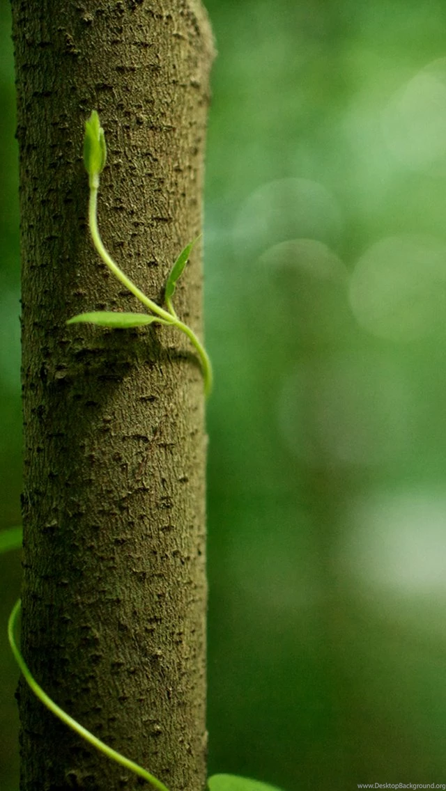 Free Wallpapers For IPhone, IPad, IPod Touch, Apple Watch And More!