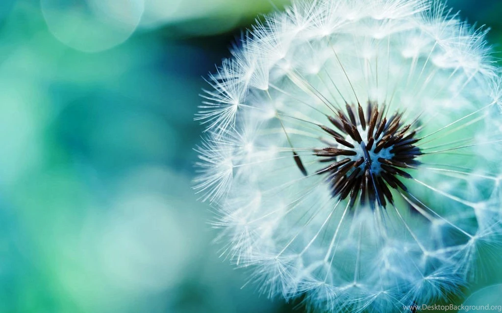 Free High Definition Wallpapers Download ~ Toptenpack.com