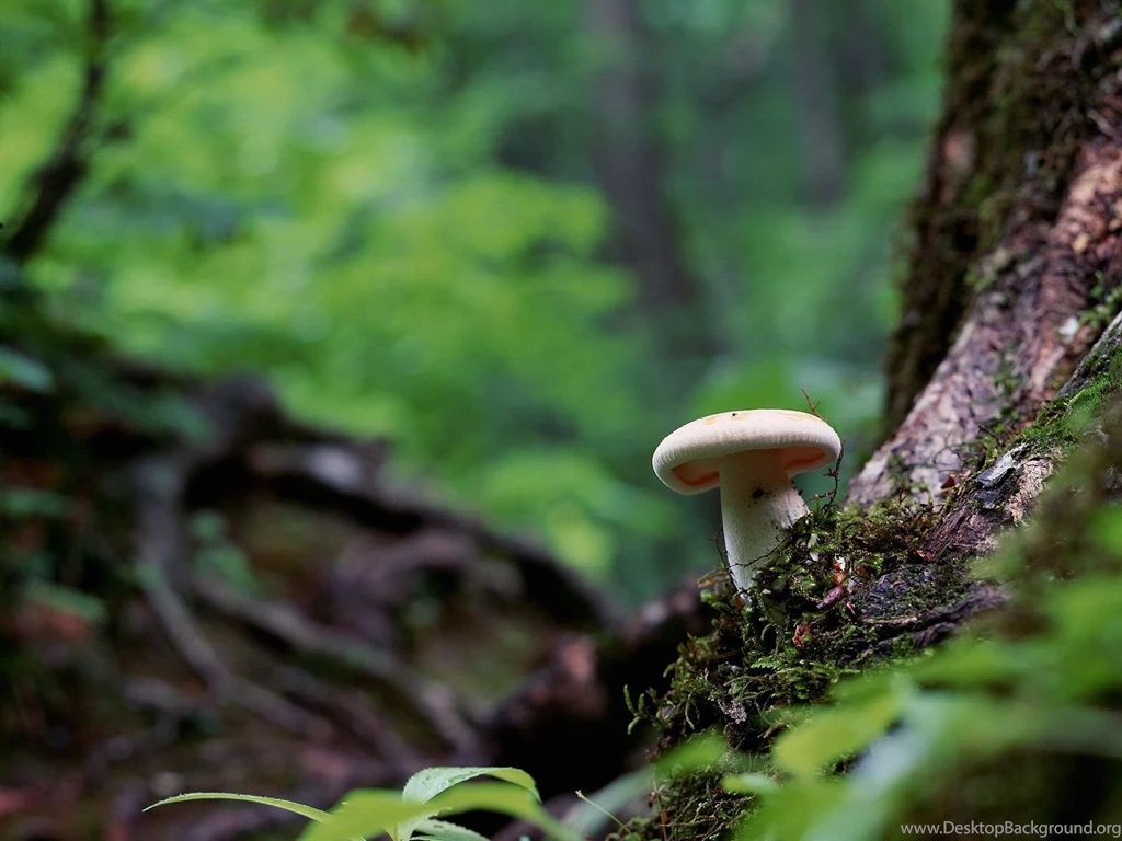Mushroom Hd Wallpapers ›› Page 0