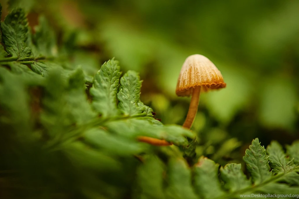 Mushroom Computer Wallpapers, Desktop Backgrounds