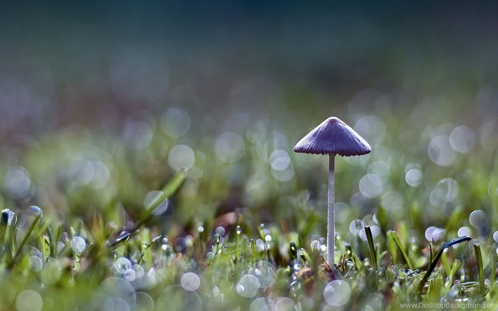 Beautiful little mushroom widescreen hd wallpapers.jpg