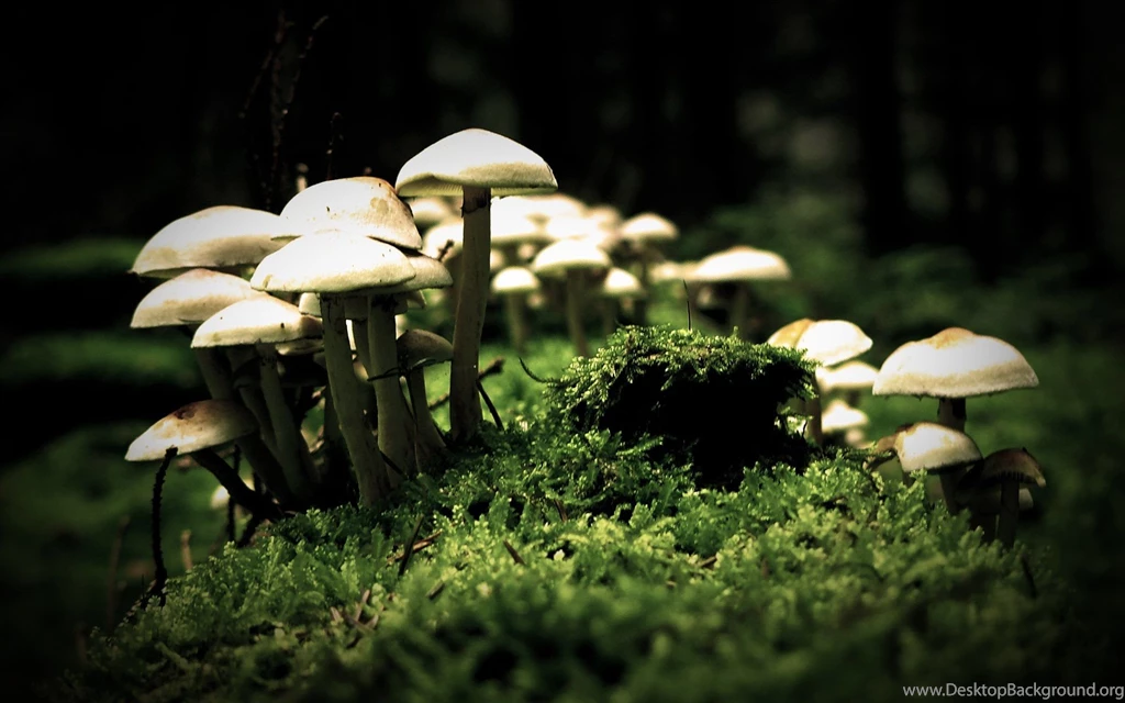 Mushrooms HD Wallpapers