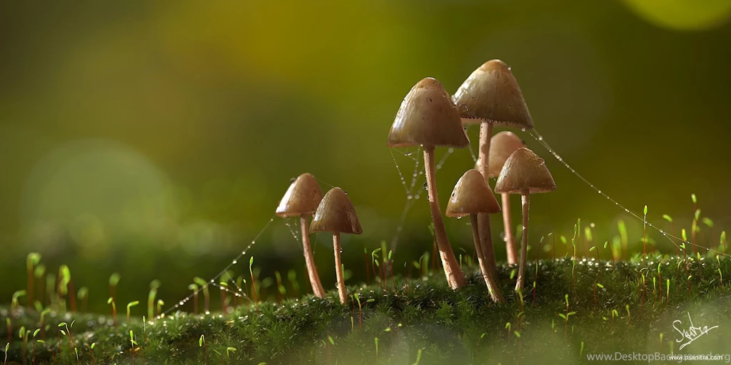 Mushroom Computer Wallpapers, Desktop Backgrounds