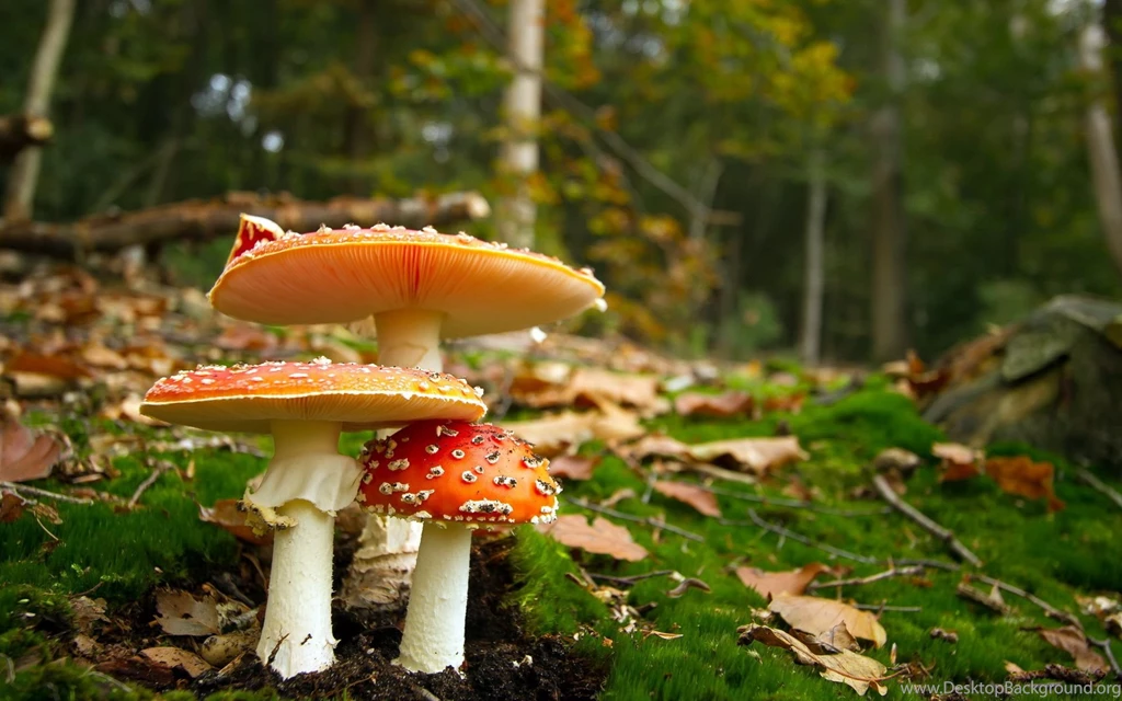 Mushroom Computer Wallpapers, Desktop Backgrounds