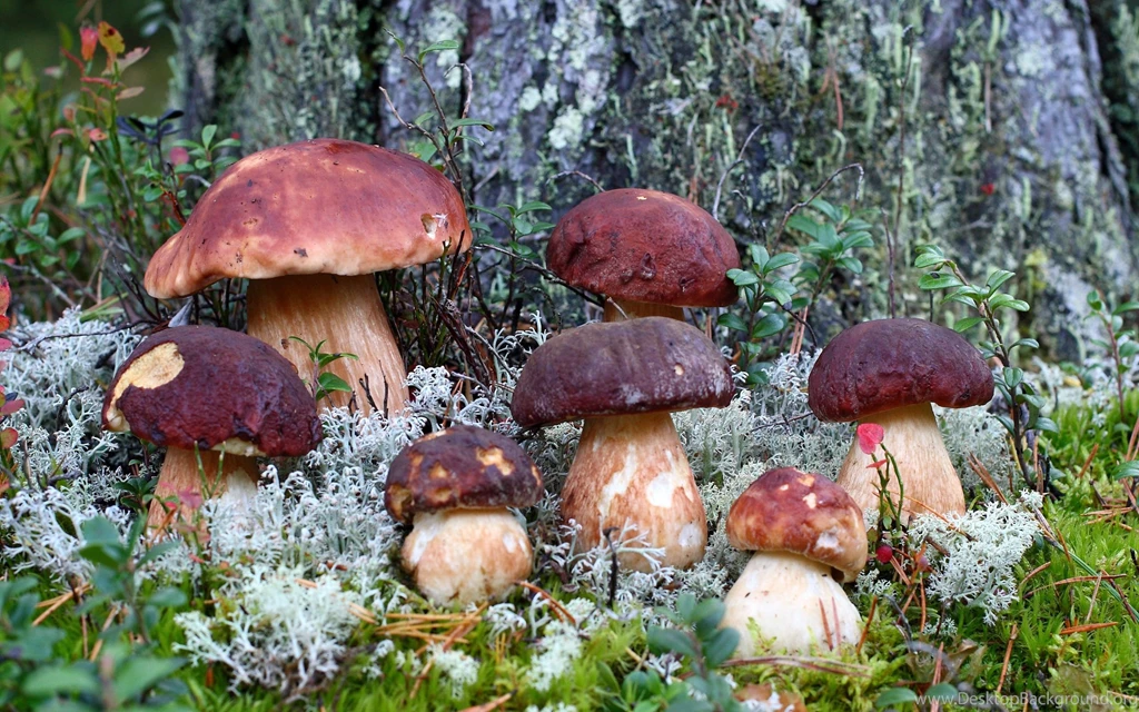 Toxic Mushrooms In The Forest Wallpapers 27973