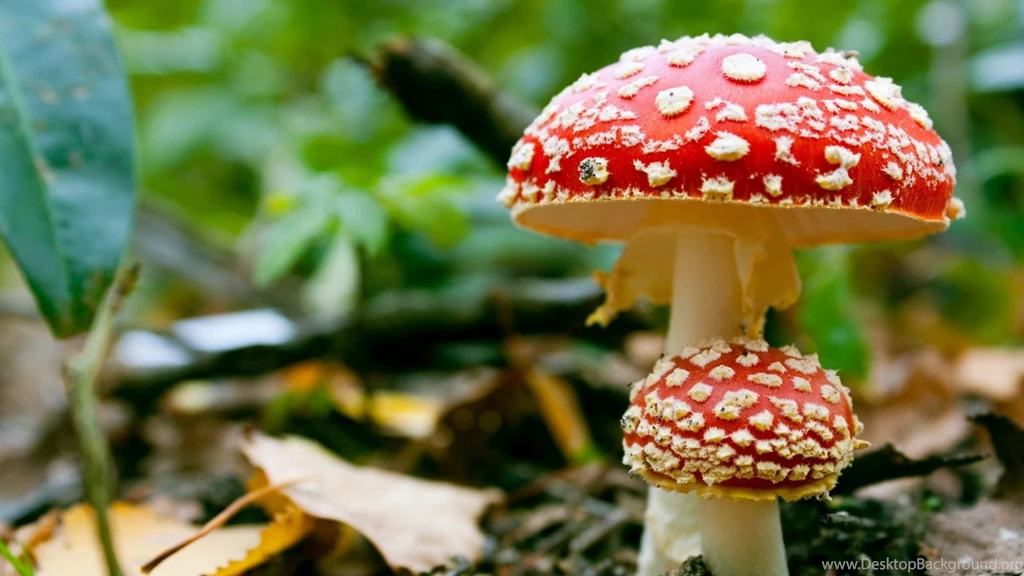 Toxic Mushrooms In The Forest Wallpapers 27973