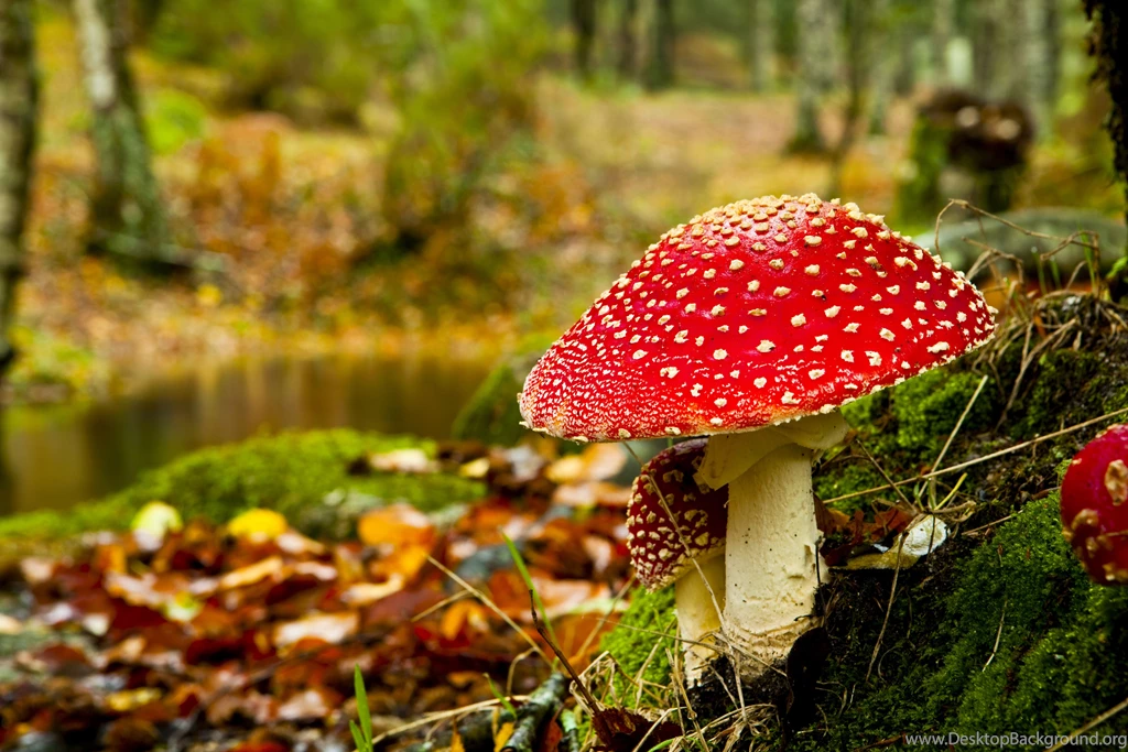 6112_Poisonous red mushroom in the forest autumn time.jpg