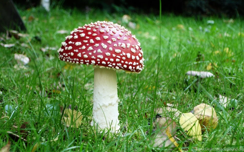 Mushroom Wallpapers — Free Full HD Wallpaper. Widescreen HQ ...